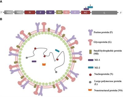 Clinical research on RSV prevention in children and pregnant women: progress and perspectives